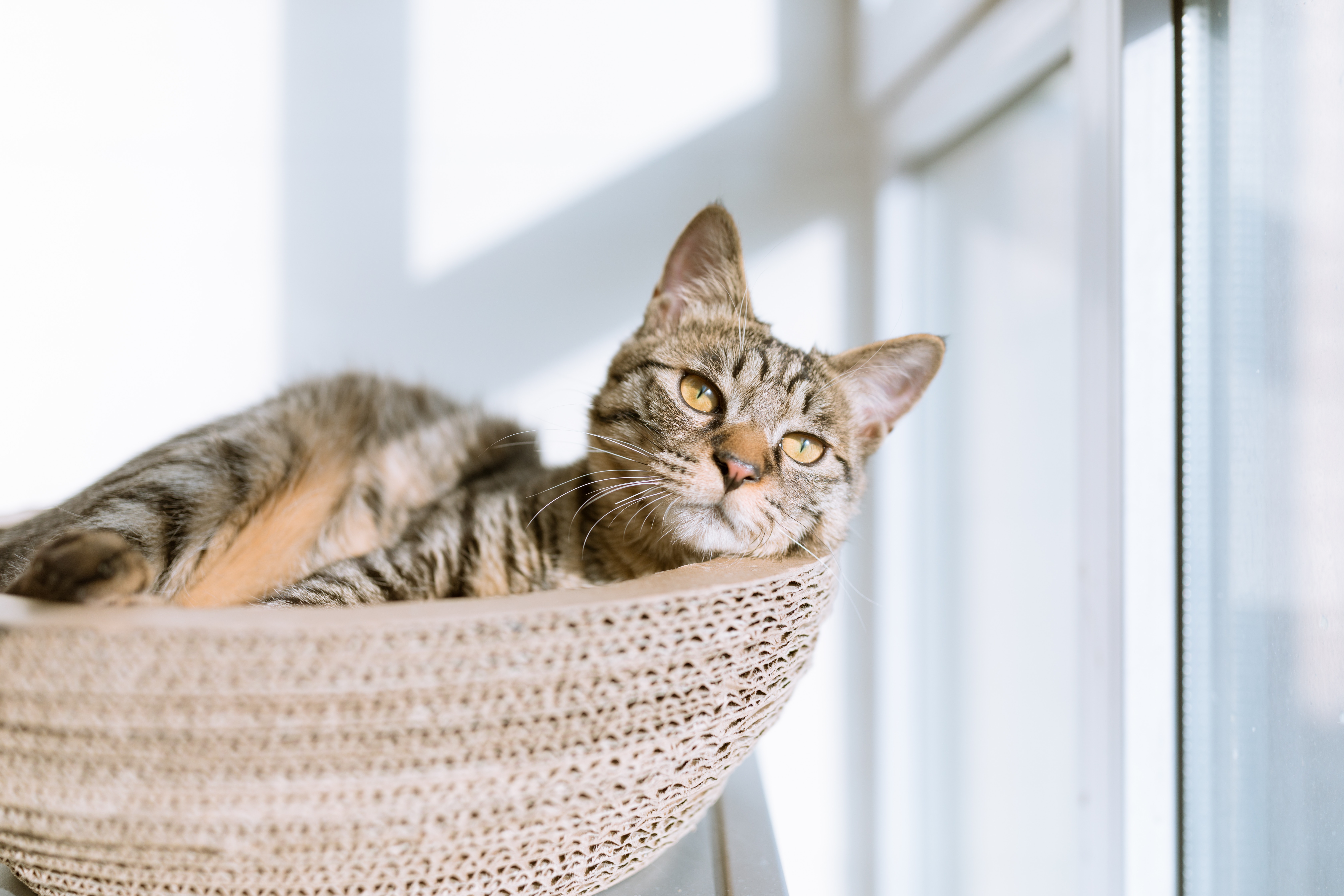 Lou Chavas - Chat 1